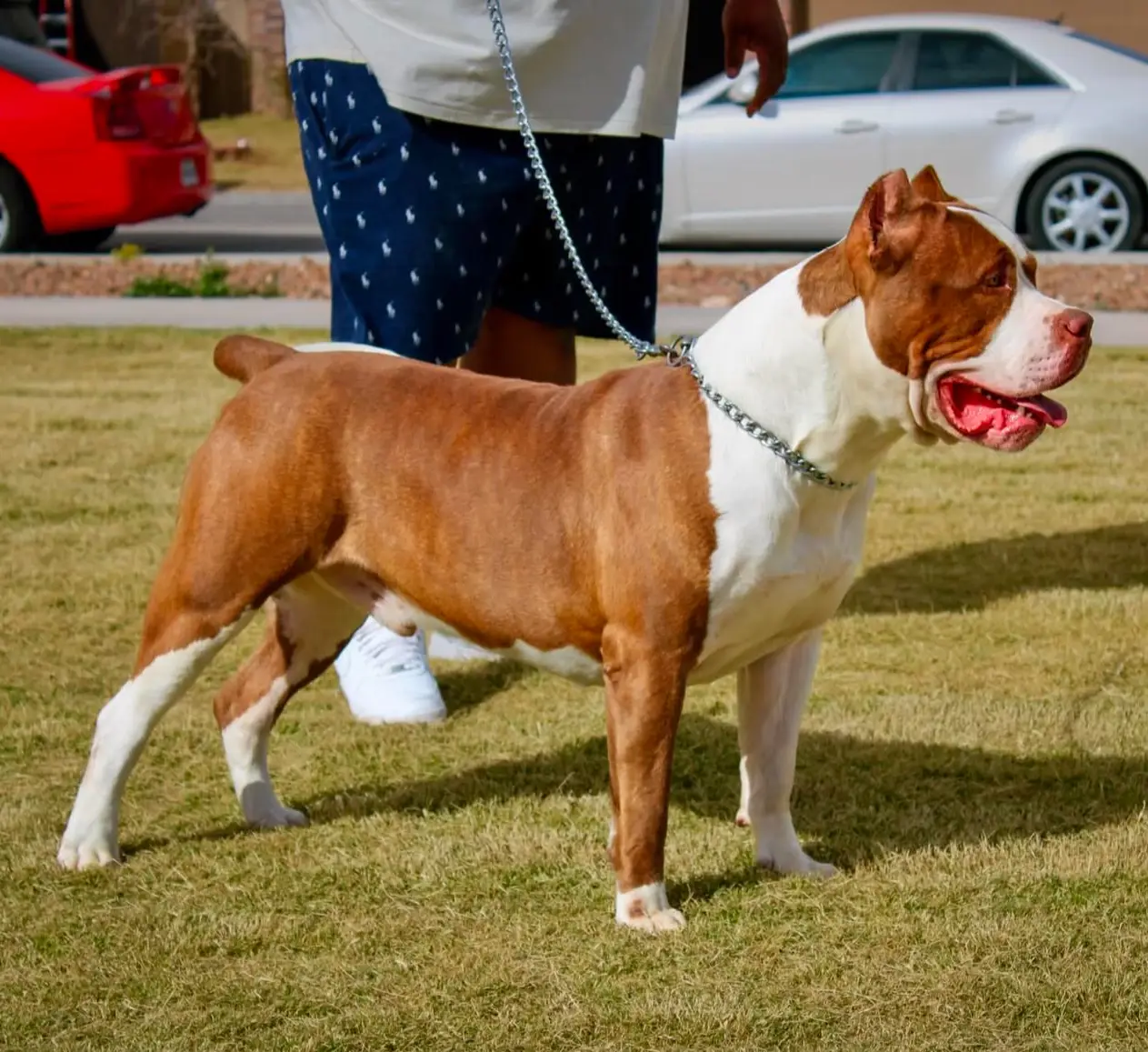 American Pitbull terrier